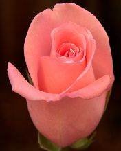 pic for Pink rose
